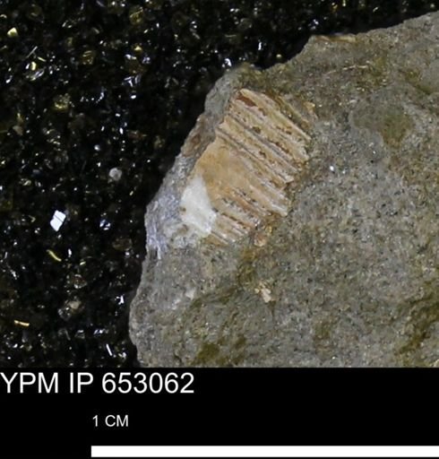 Mollusca