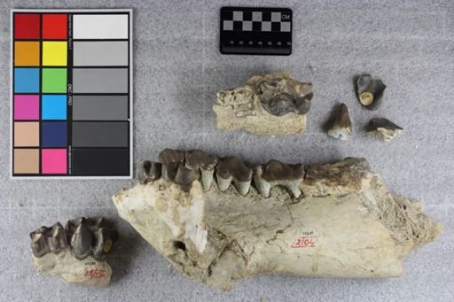 Brontotherium?