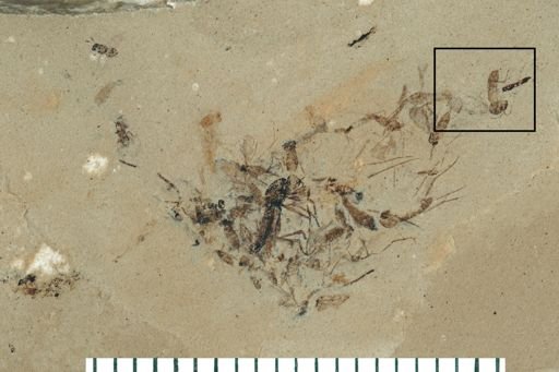 Diptera