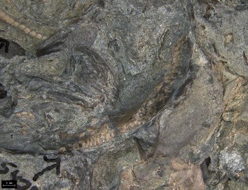 Aplocoma damesii
