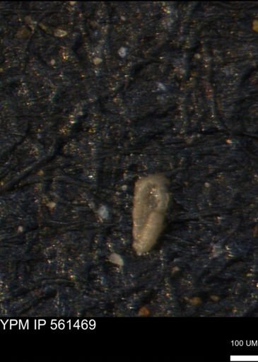 Miliammina cf. sproulei