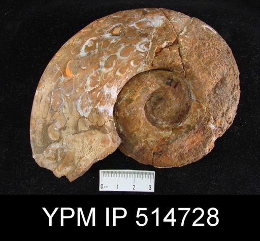 Monophyllites sphaerophyllus