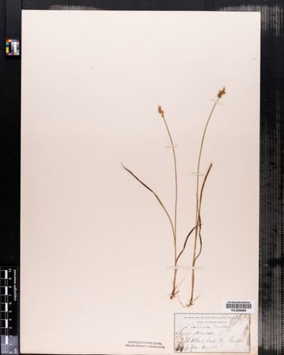 Carex echinata