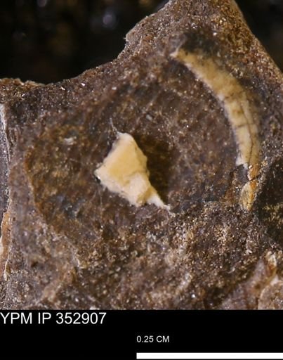undet. Mollusca