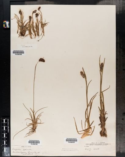 Luzula spicata