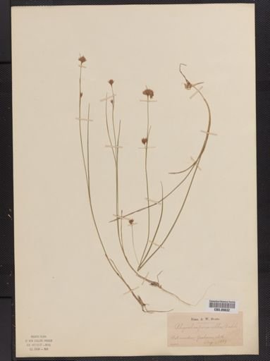 Rhynchospora alba