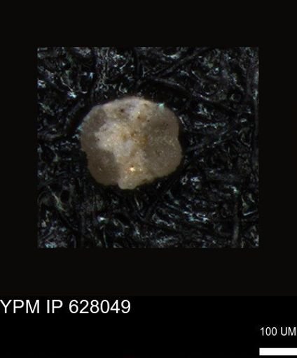 undet. Foraminiferida