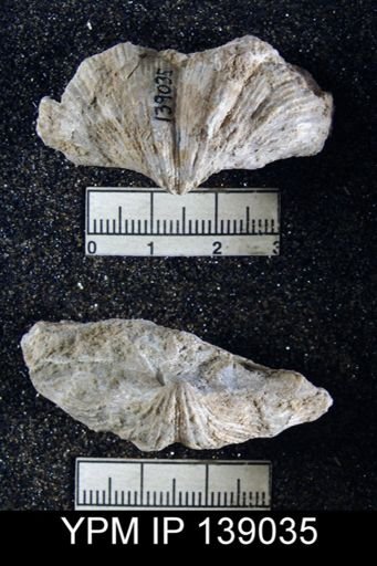 Spirifer (Neospirifer) musakheylensis