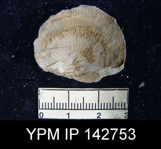 Derbya sp.