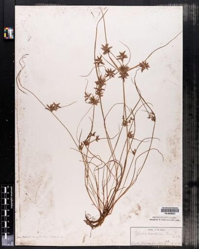 Cyperus diandrus