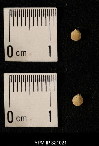 Dielasma elongatum