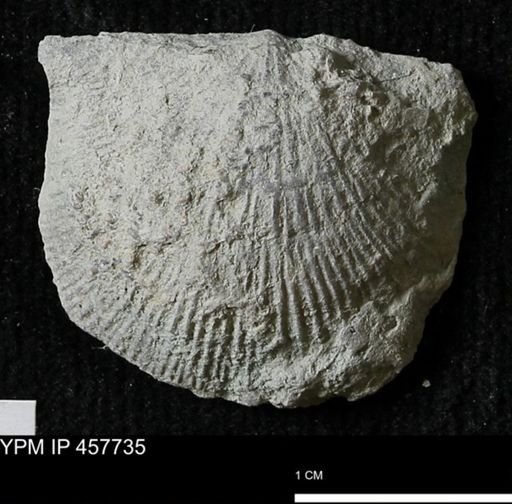 Strophodonta sp.