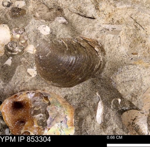 Limopsis striatopunctatus