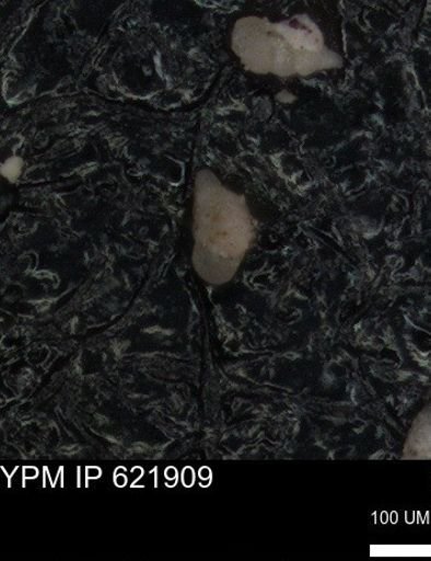 undet. Foraminiferida