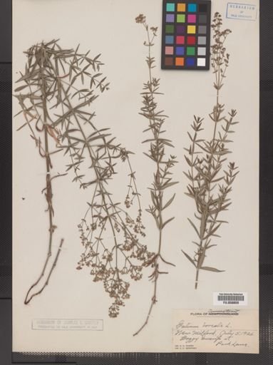 Galium boreale