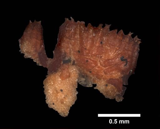 Solaster galaxides