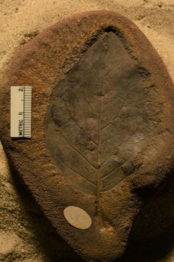 Populus kansaseana