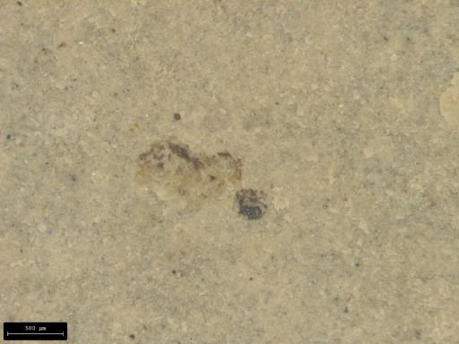 undet. Diptera