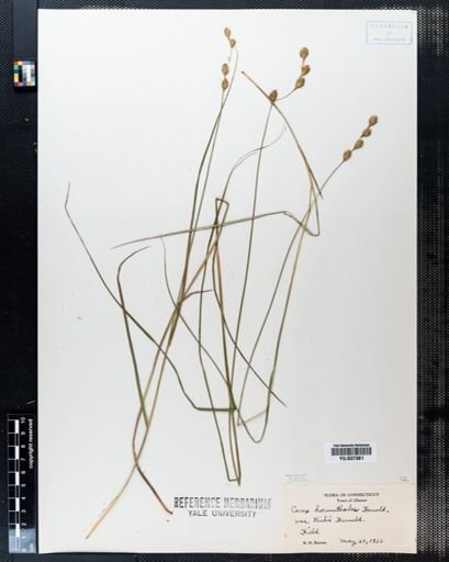 Carex hormathodes
