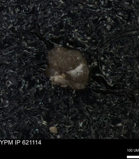undet. Foraminiferida