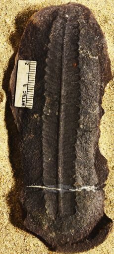 Pecopteris sp.