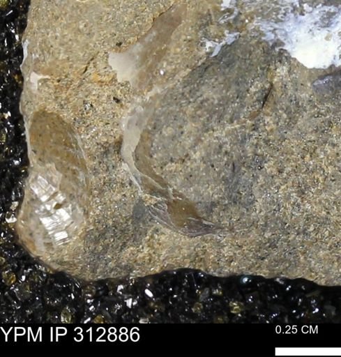 undet. Bivalvia
