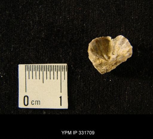 undet. Rugosa