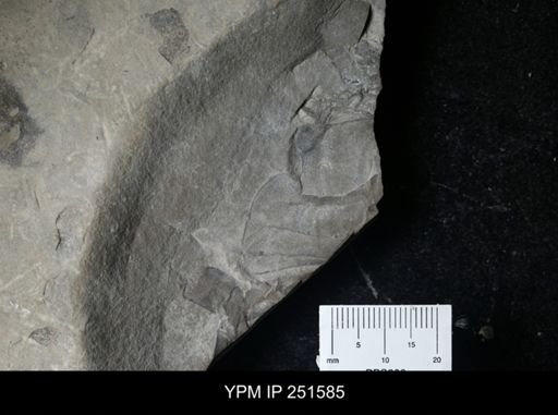 undet. Eurypterida