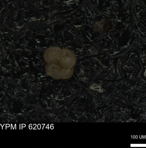 undet. Rugoglobigerinidae