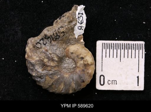 Jeletzkytes nebrascensis