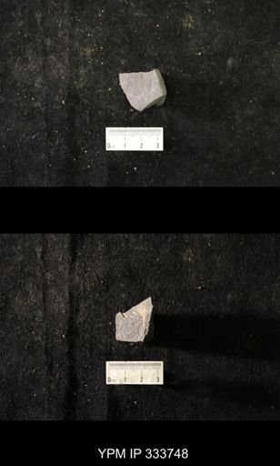 undet. Graptolithina