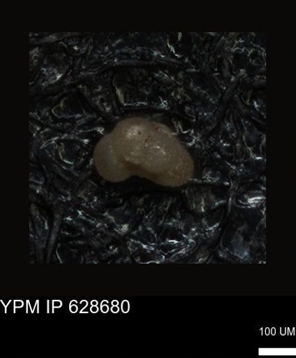 undet. Foraminiferida