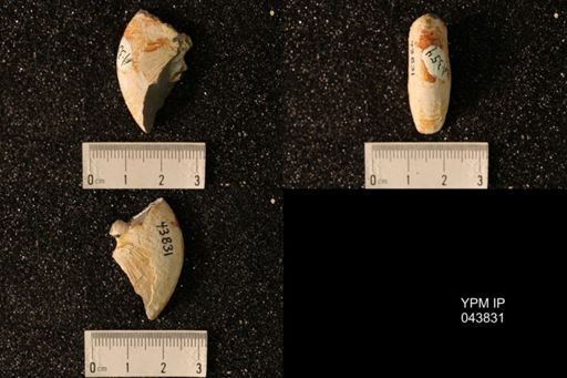 Hoploscaphites nicolletii