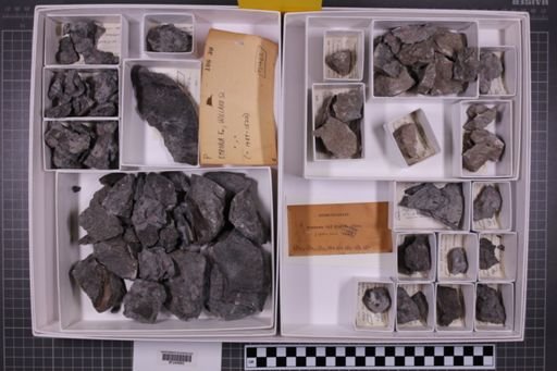 mixed taxa, stratigraphic collection