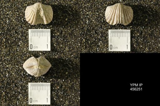 Platystrophia biforata