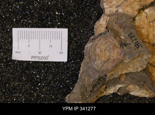 Inoceramus sp.