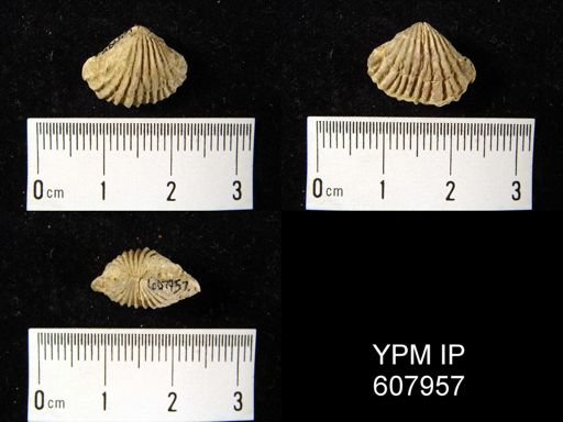 undet. Rhynchonellida