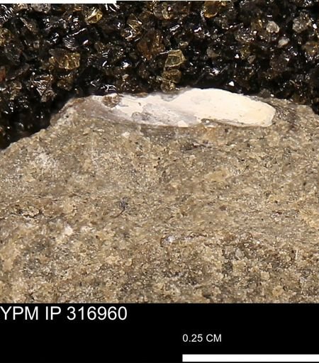 Phelopteria