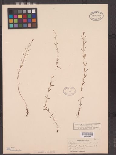 Hypericum canadense