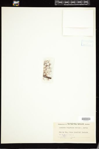Chondria polyrhiza