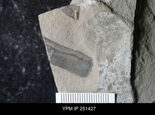 undet. Eurypterida