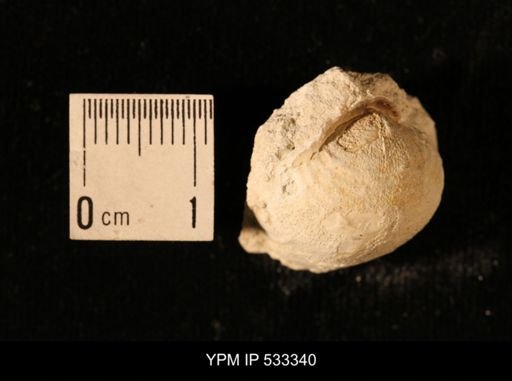 Echinoconchus sp.