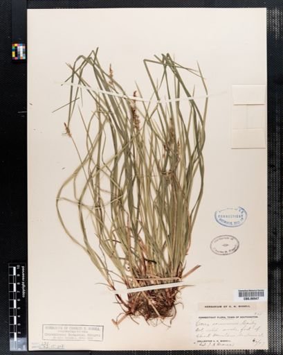Carex communis