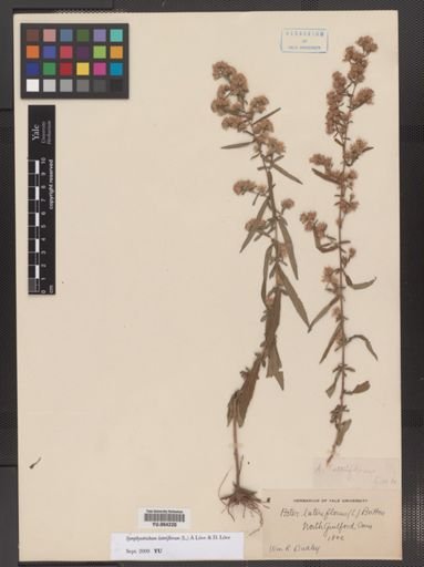 Symphyotrichum lateriflorum