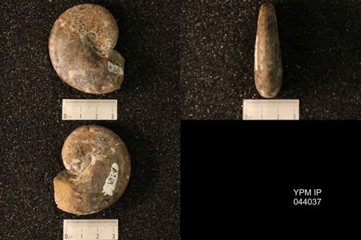 Hoploscaphites nicolletii