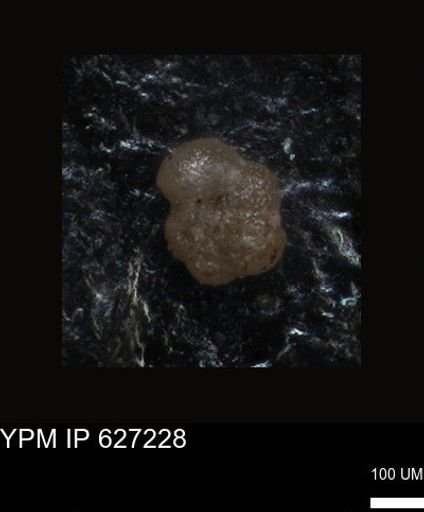 undet. Foraminiferida
