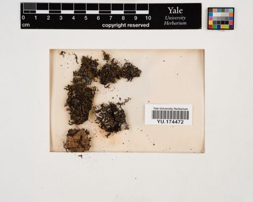Plantae