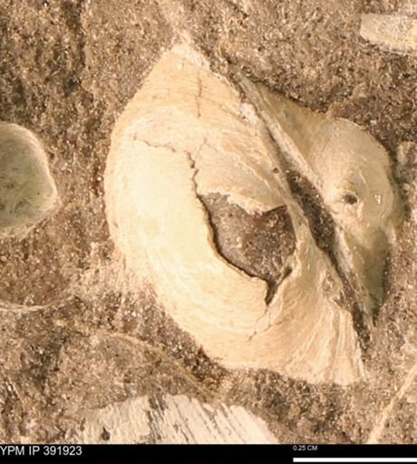 Protocardia sp.