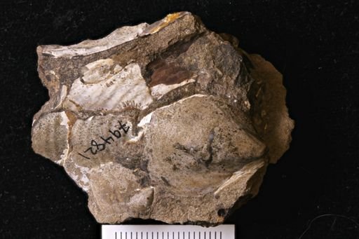 undet. Bivalvia