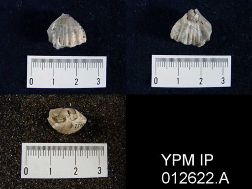 Camarophoria venusta